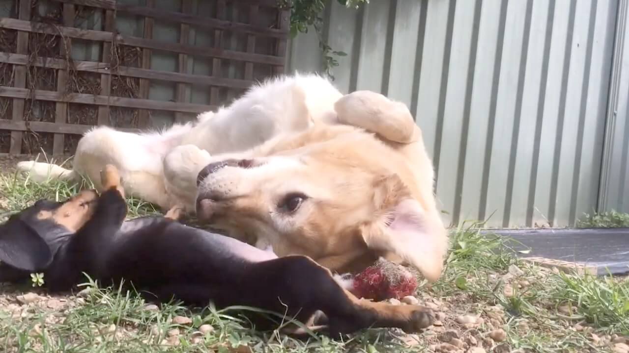 ゴールデンレトリーバー,動画