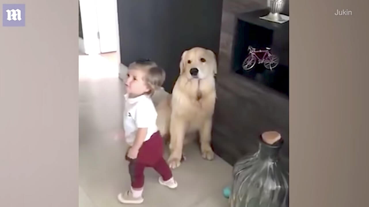 ゴールデンレトリーバー,動画