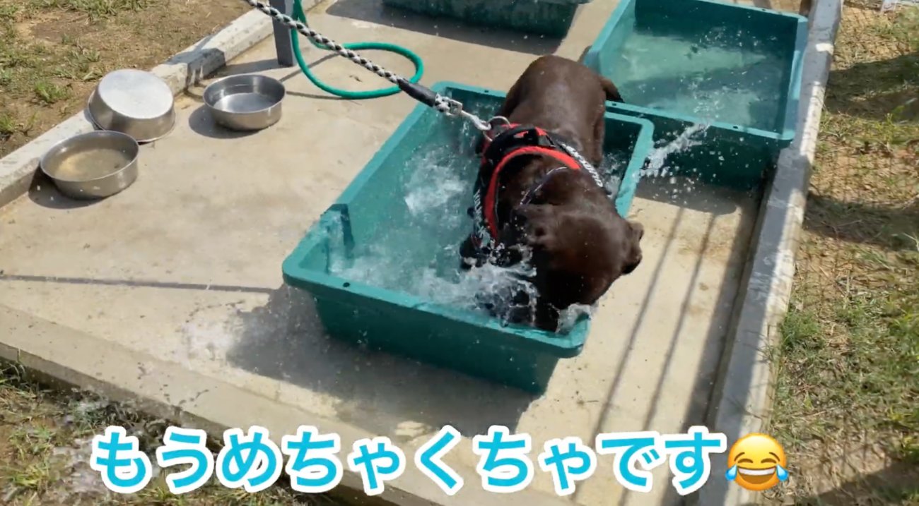 ラブラドールレトリーバー,動画