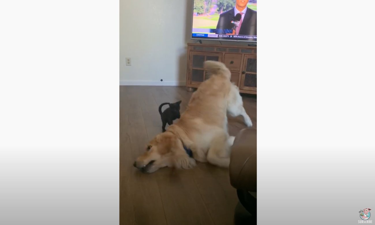 ゴールデンレトリーバー,動画