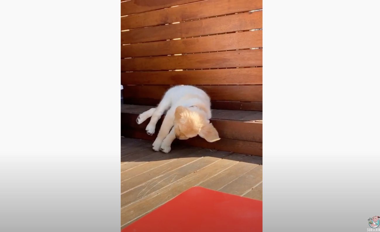 ゴールデンレトリーバー,動画