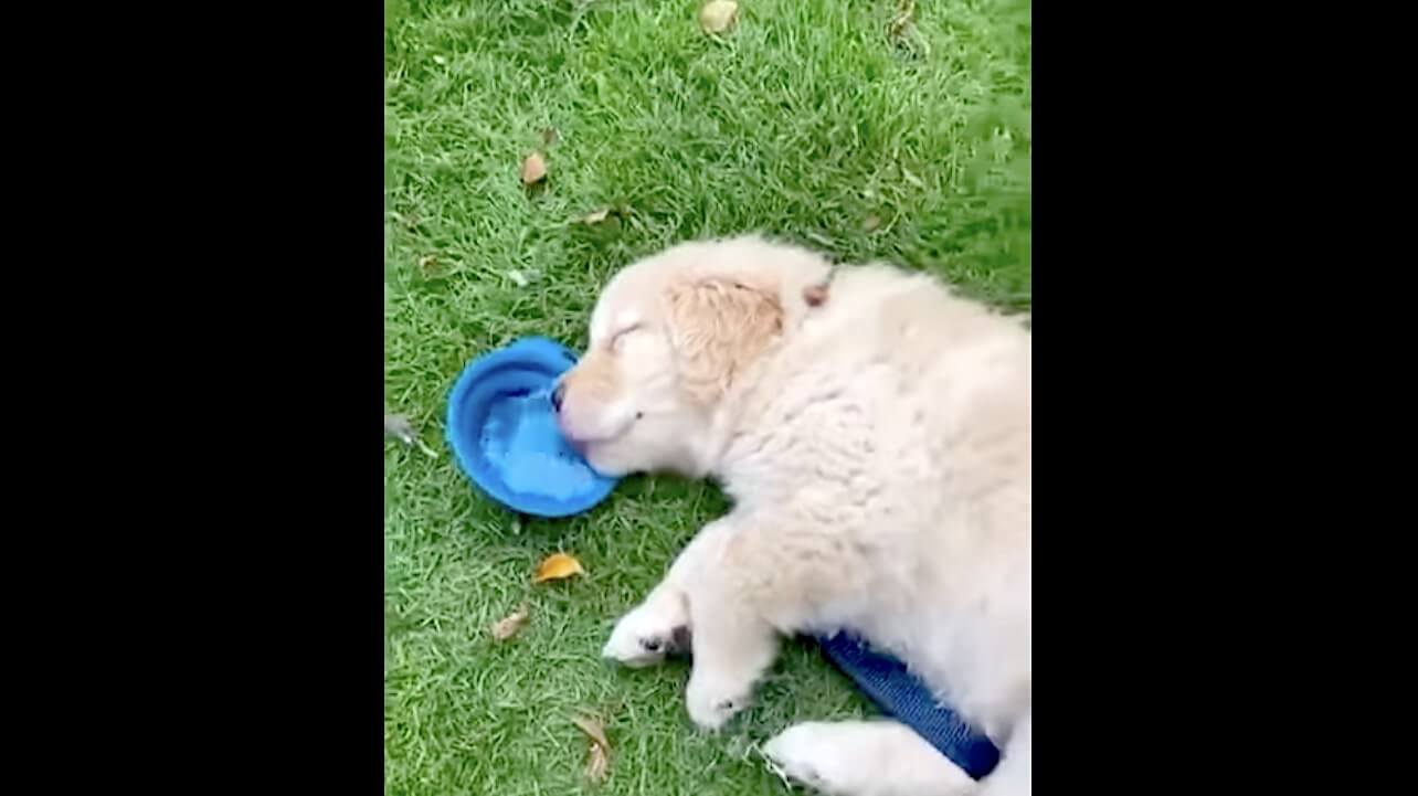 ゴールデンレトリーバー,動画