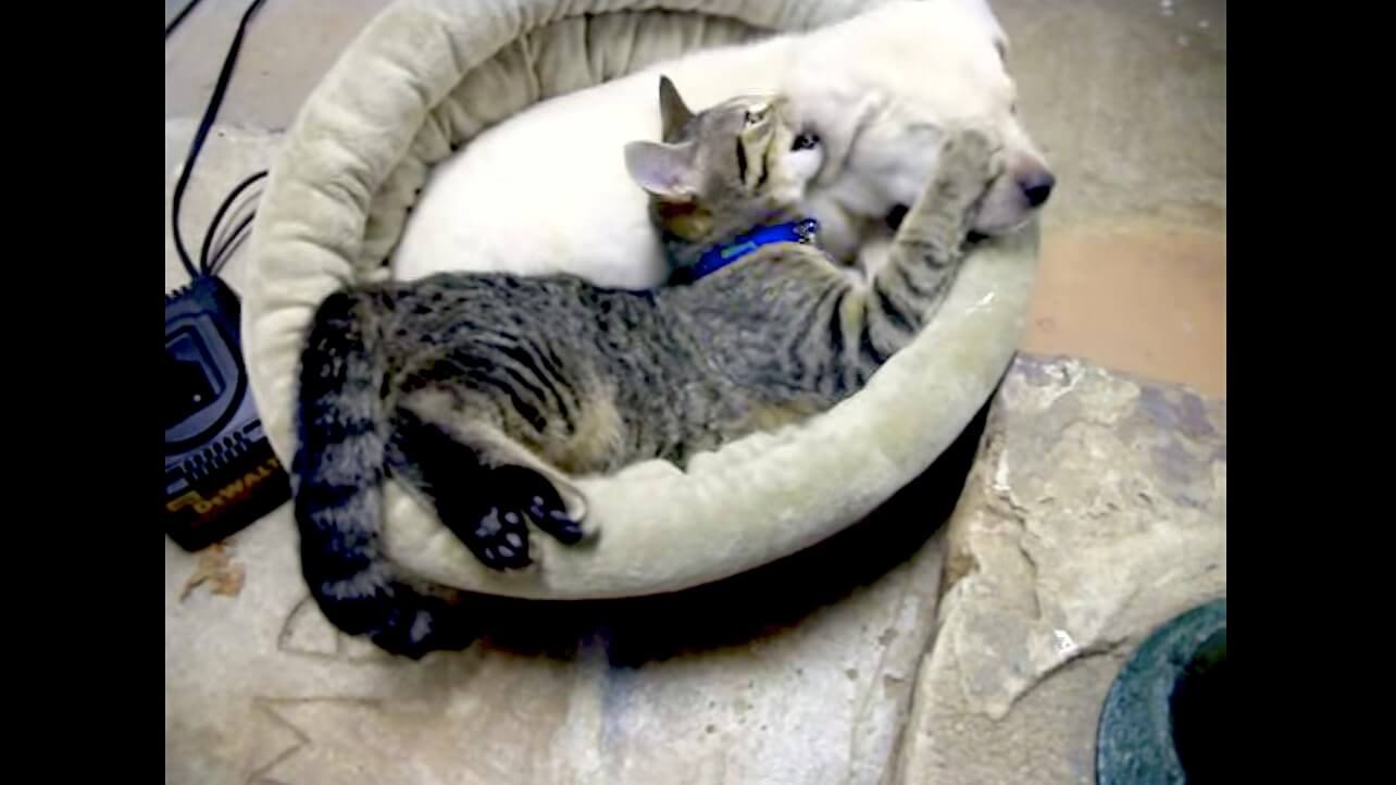 ラブラドールレトリーバー,動画