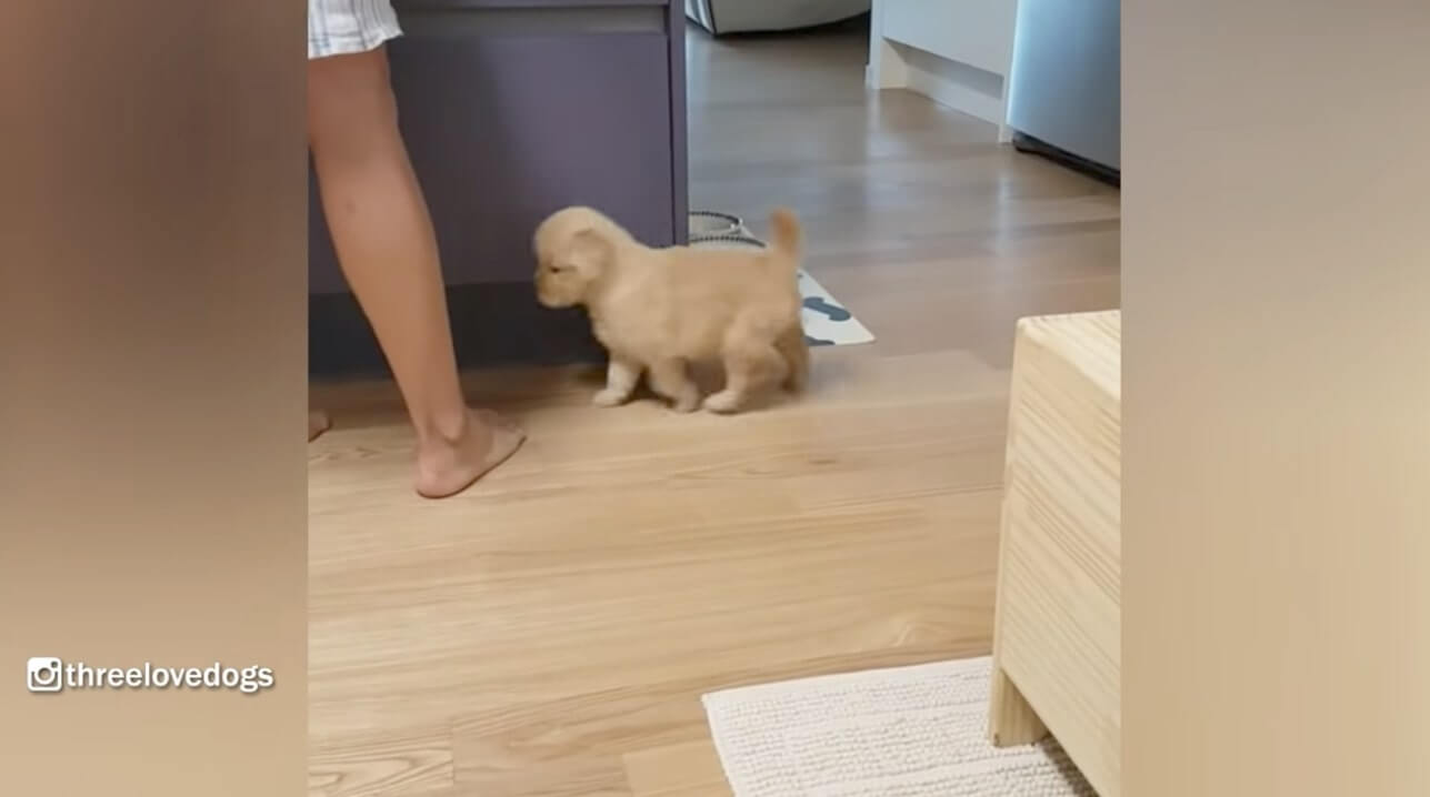 ゴールデンレトリーバー,動画