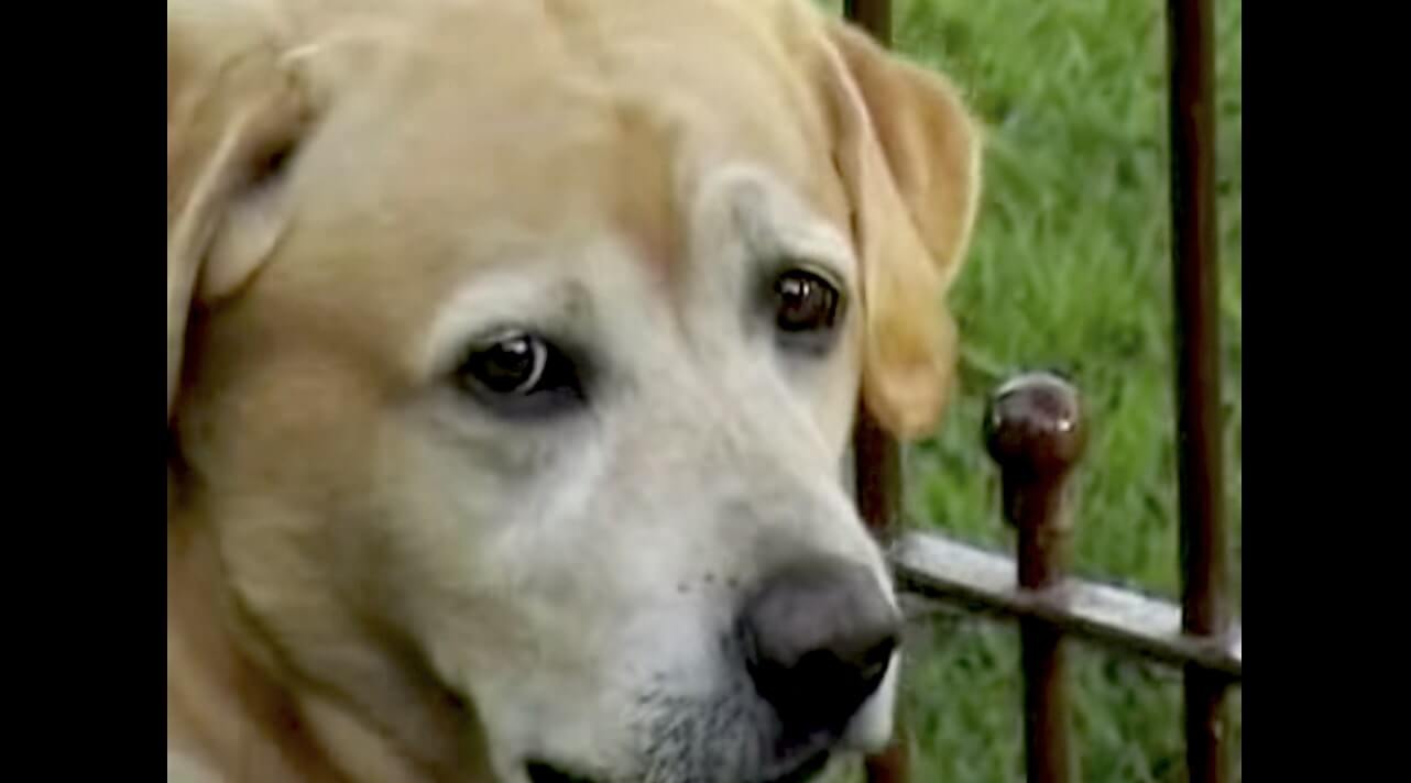 ラブラドールレトリーバー,動画