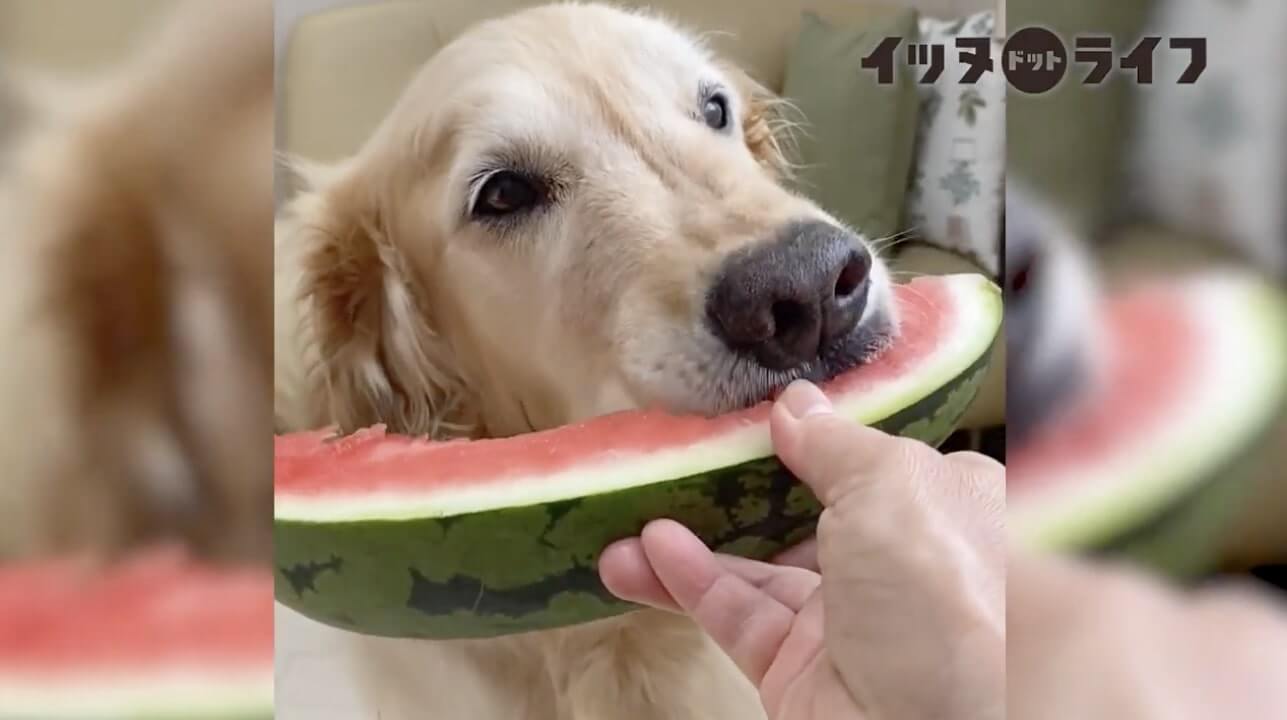 ゴールデンレトリーバー,動画,イッヌドットライフ