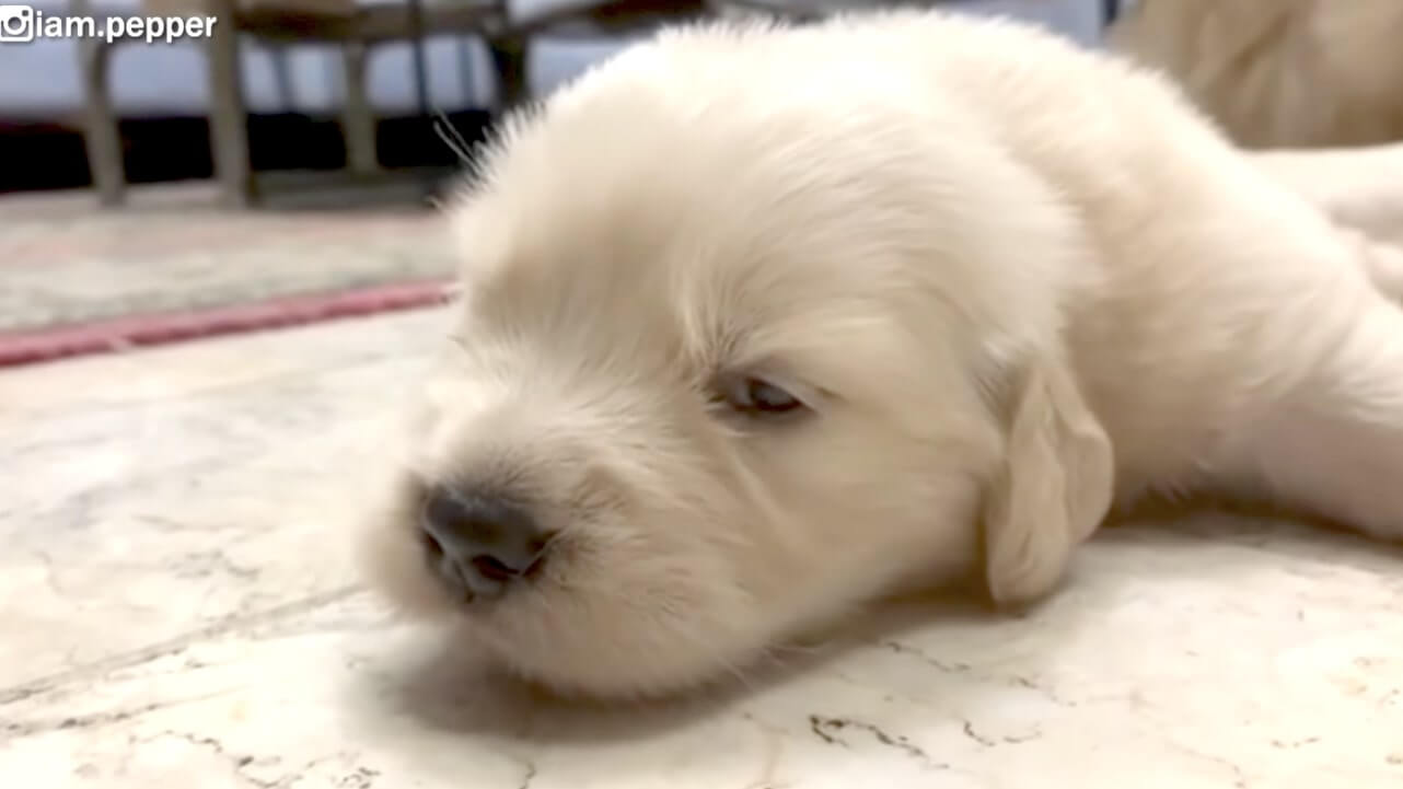 ゴールデンレトリーバー,動画