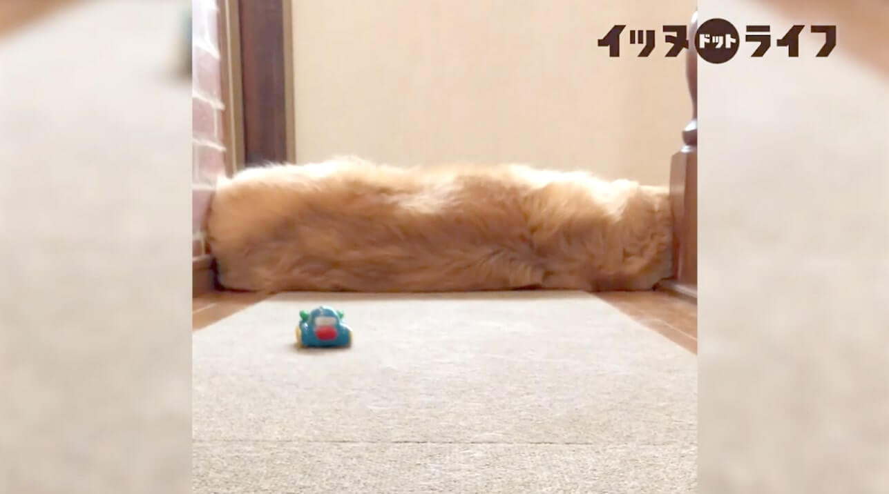 ゴールデン,動画,イッヌドットライフ