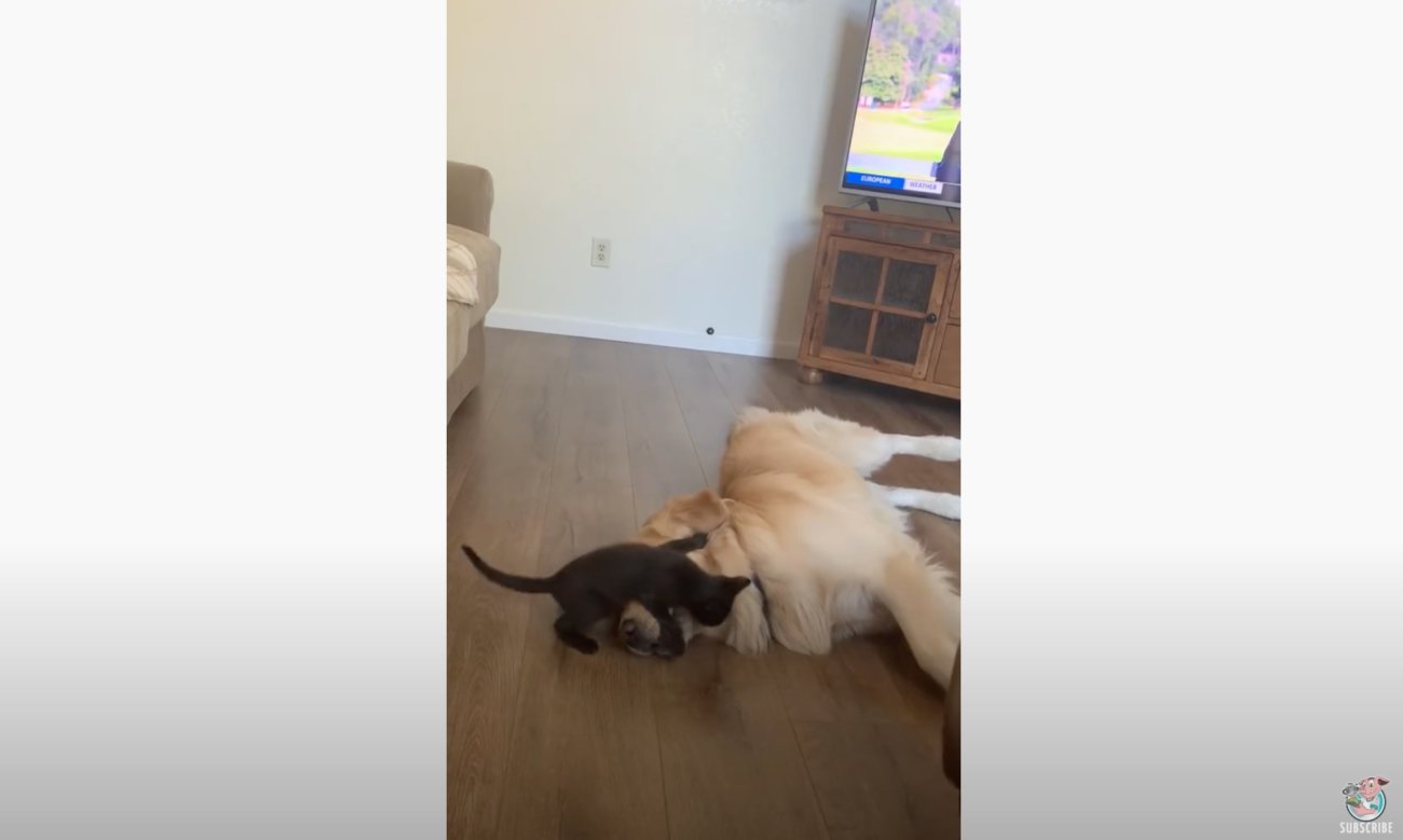 ゴールデンレトリーバー,動画