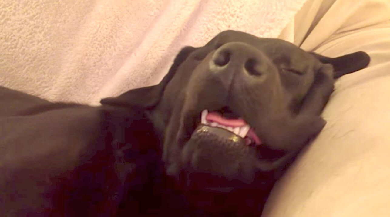 ラブラドールレトリーバー,動画