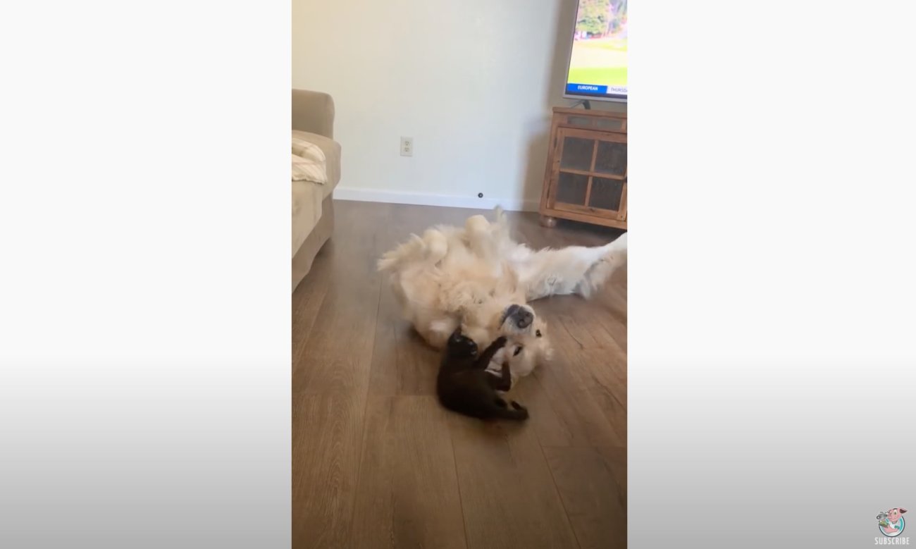 ゴールデンレトリーバー,動画