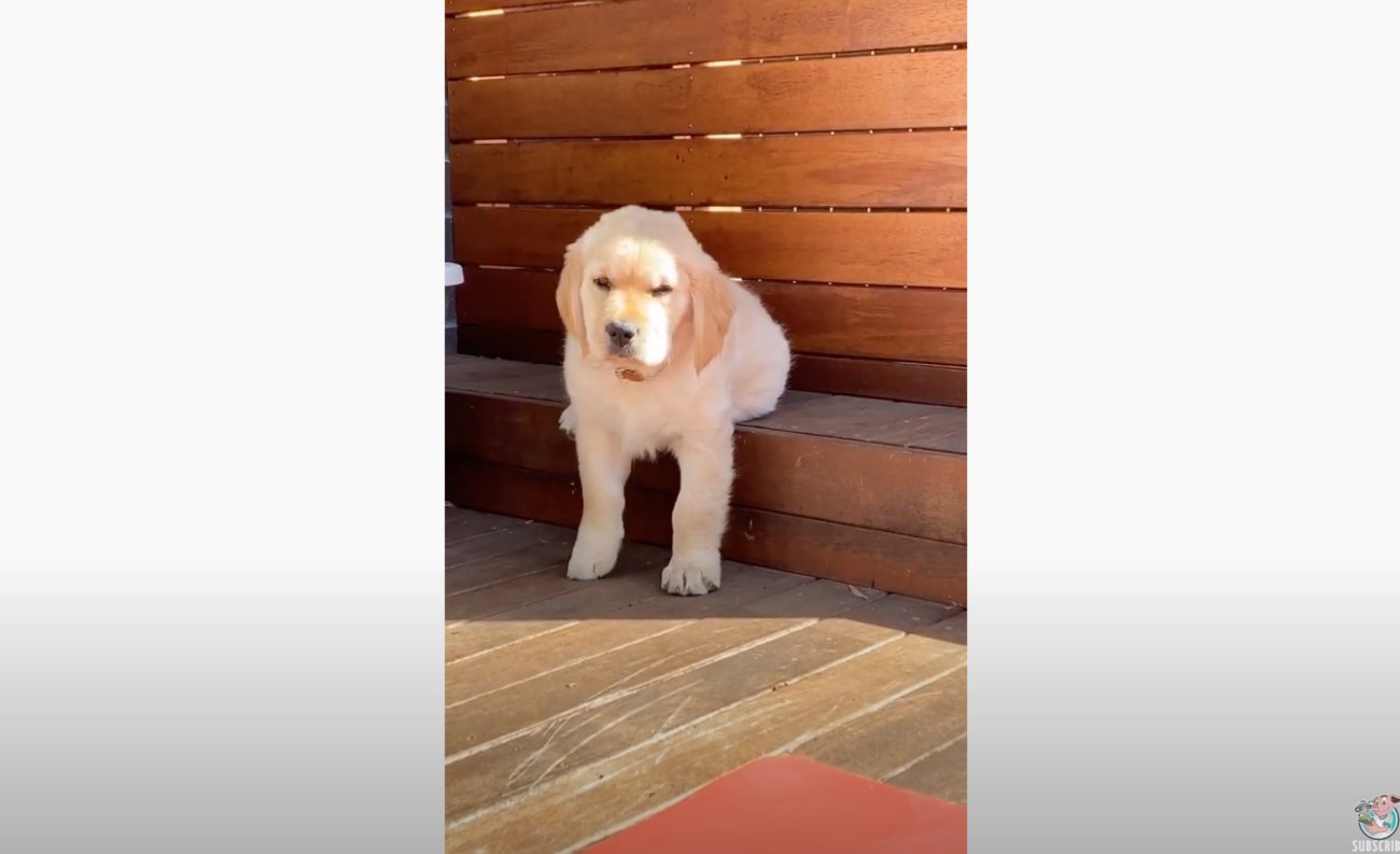 ゴールデンレトリーバー,動画