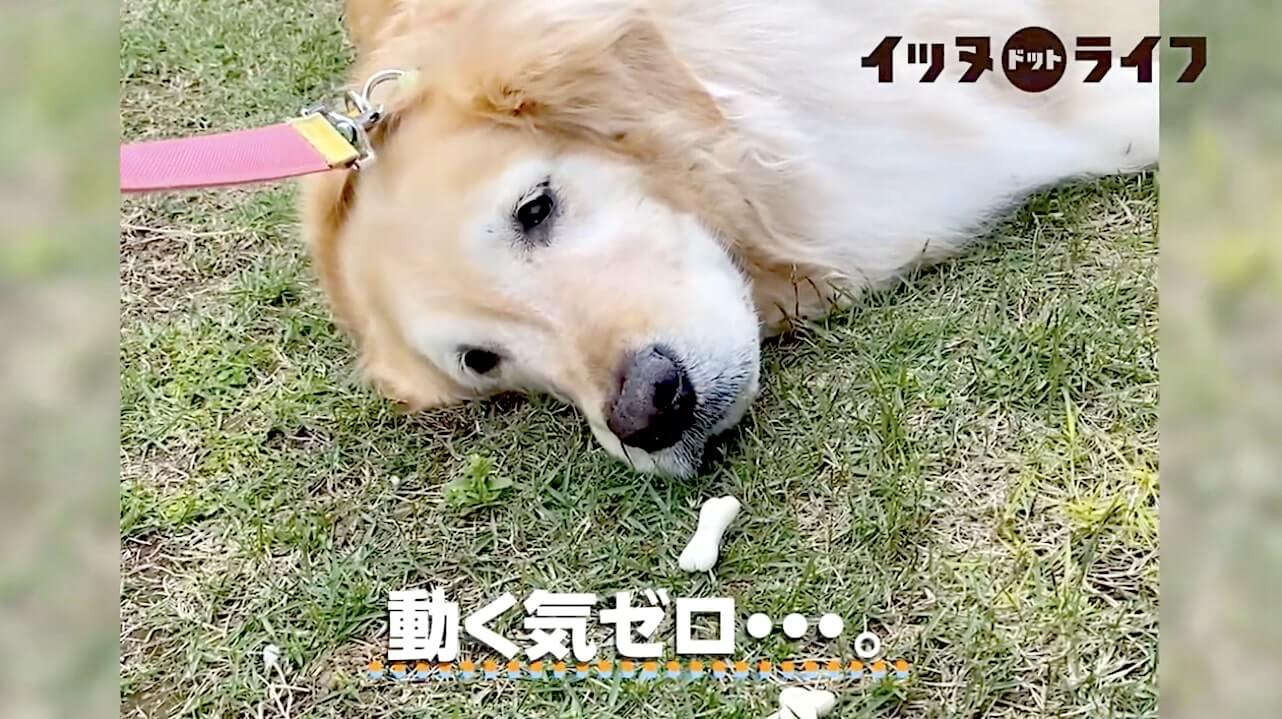 ゴールデンレトリーバー,動画