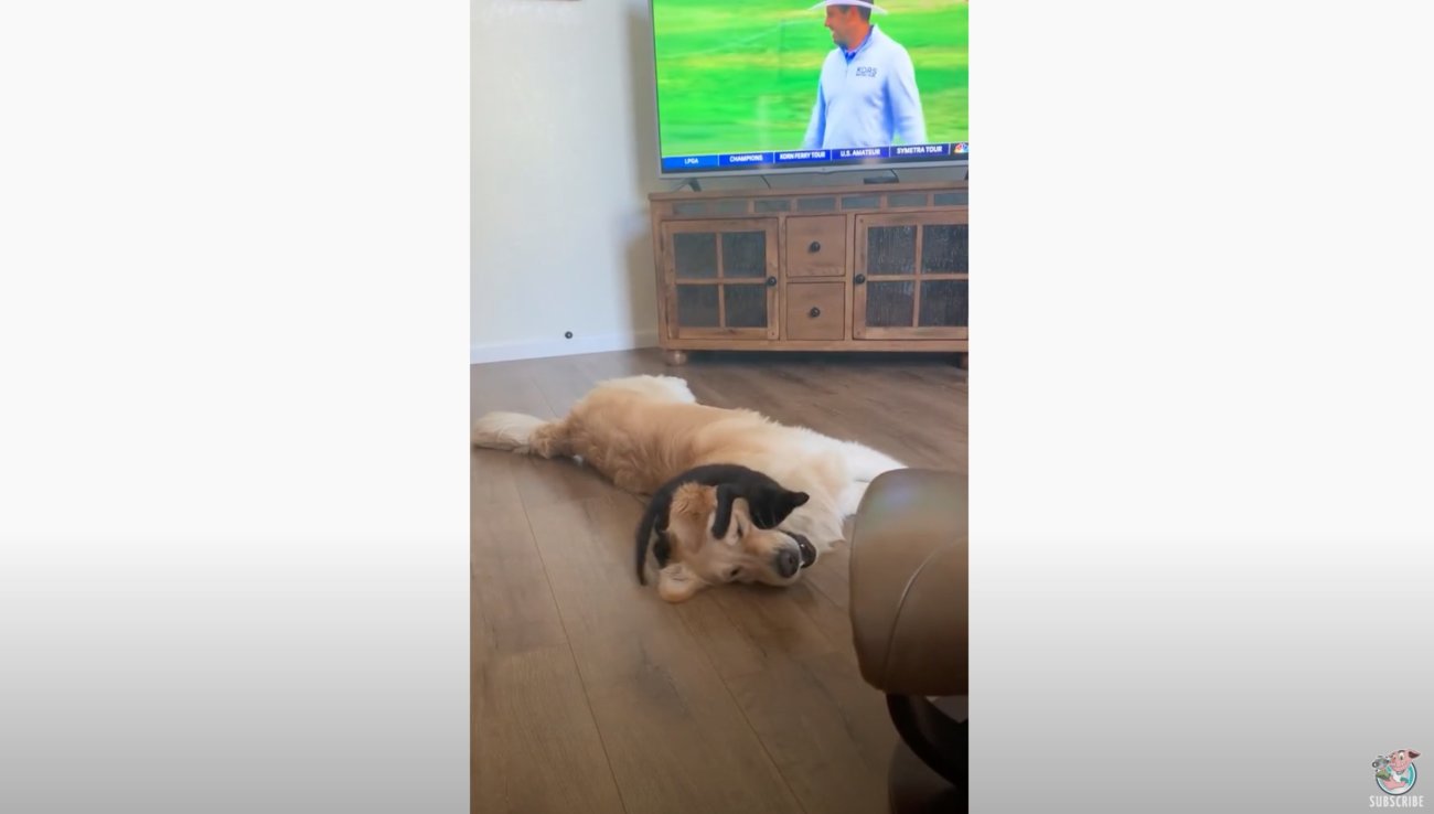 ゴールデンレトリーバー,動画