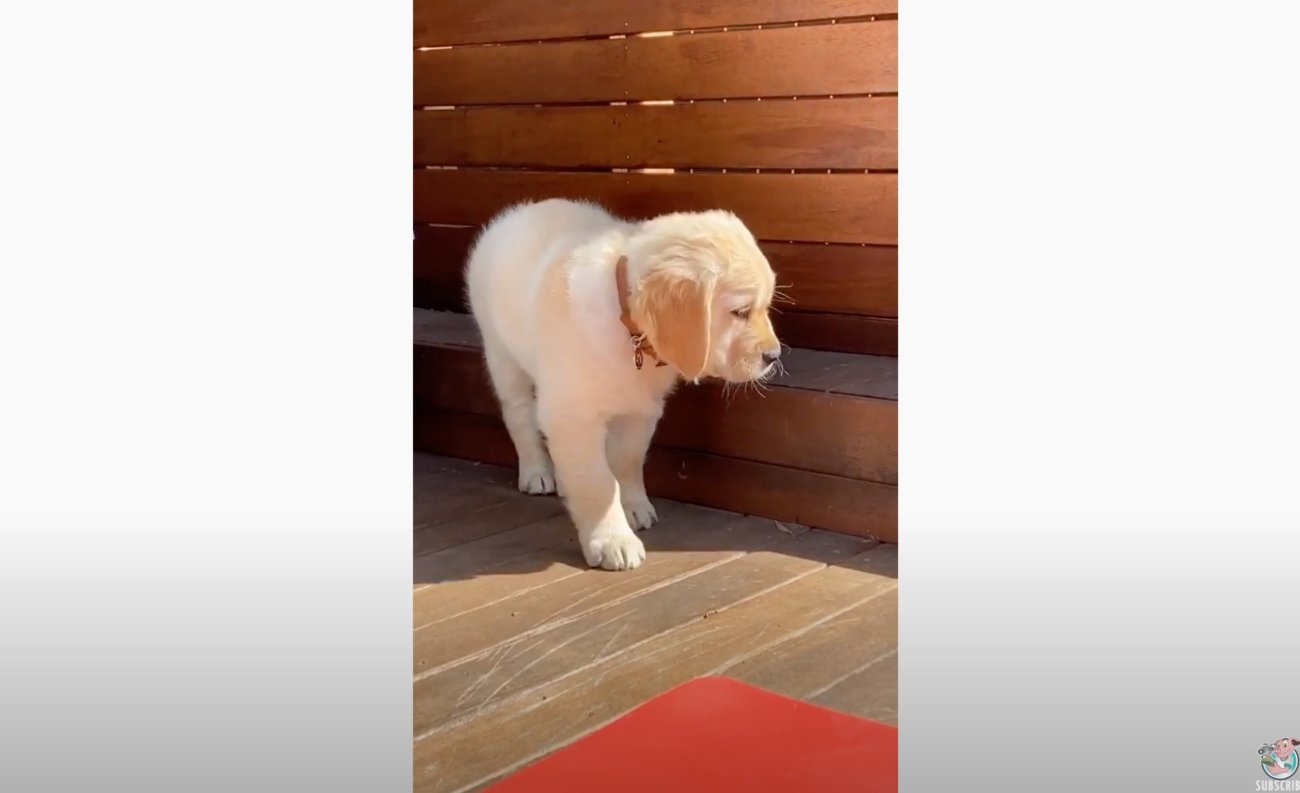 ゴールデンレトリーバー,動画