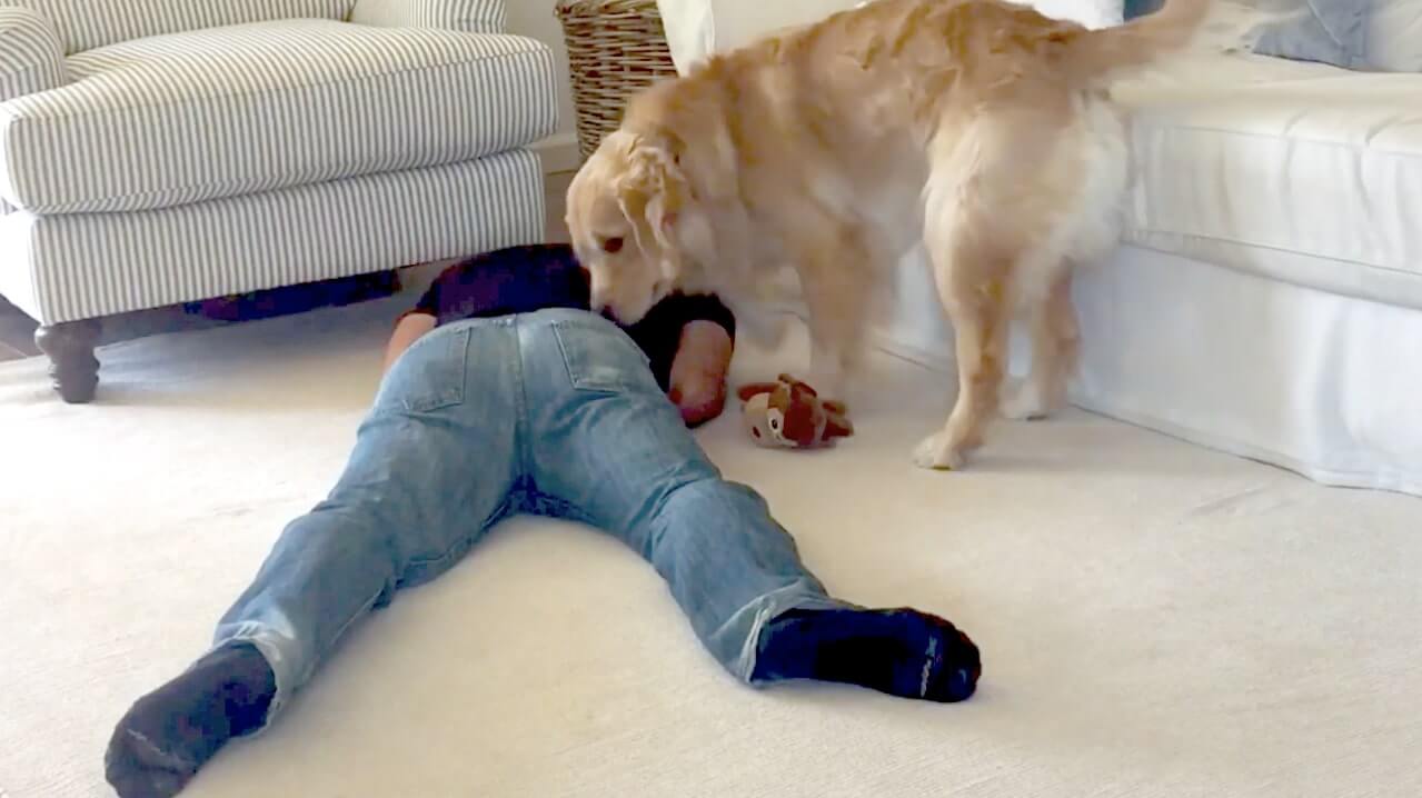 ゴールデンレトリーバー,動画