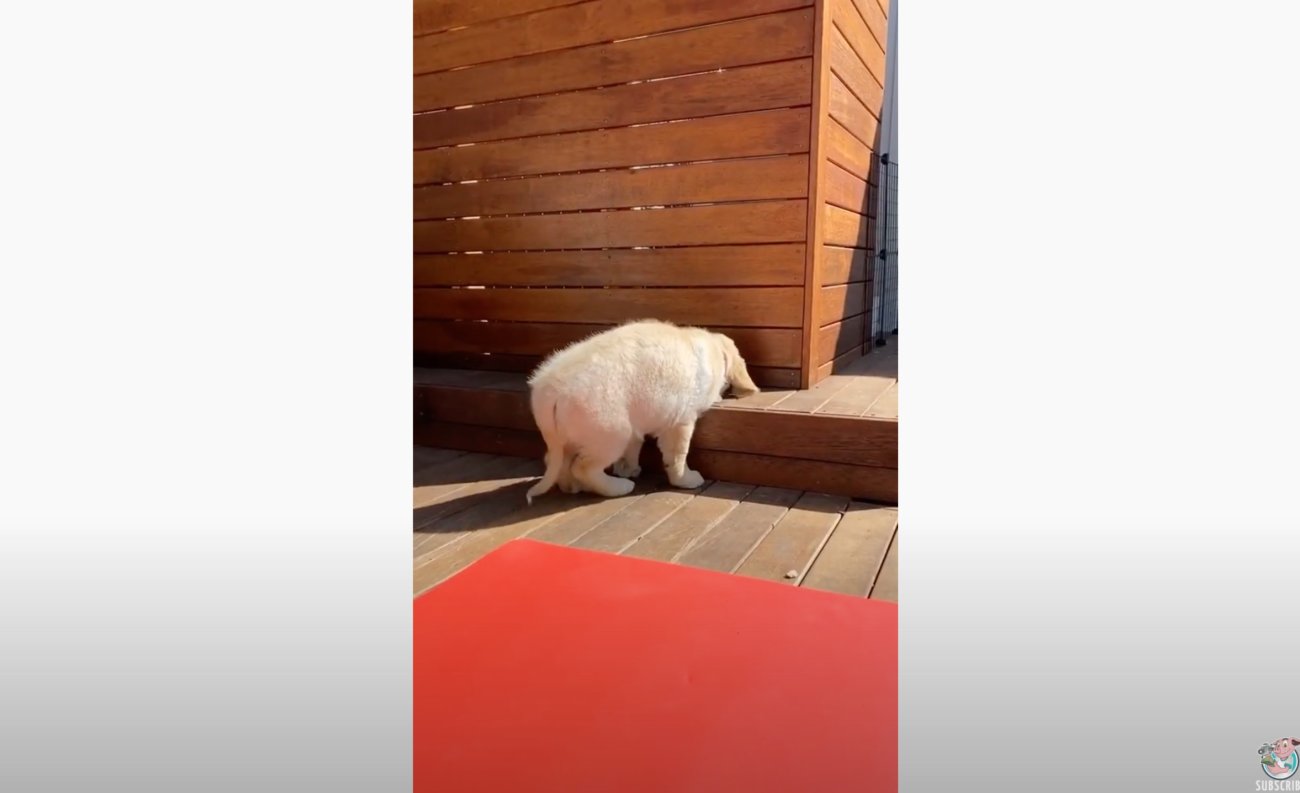 ゴールデンレトリーバー,動画