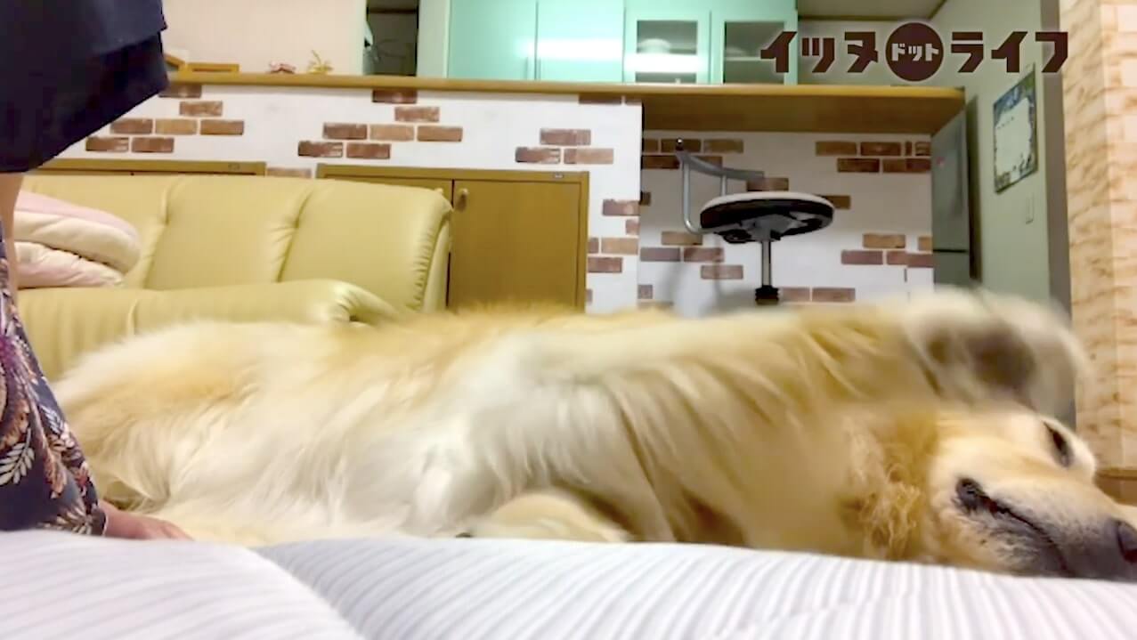 ゴールデン,動画,イッヌドットライフ