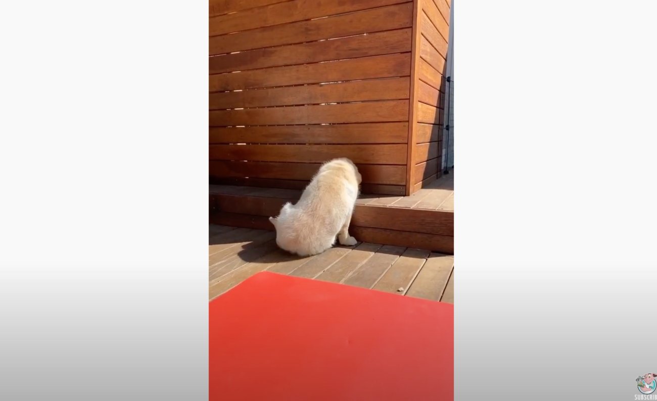 ゴールデンレトリーバー,動画