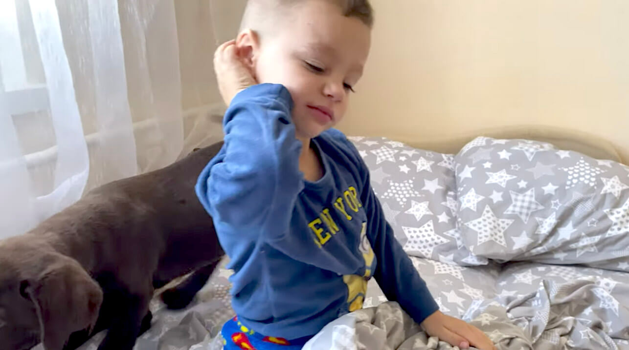 ラブラドールレトリーバー,動画