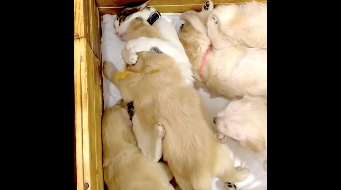 ゴールデンレトリーバー,動画