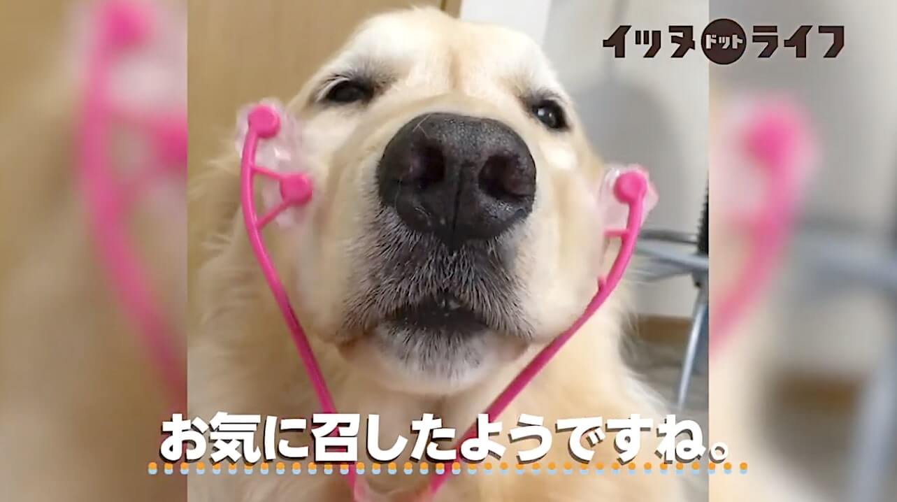 ゴールデン,動画,イッヌドットライフ