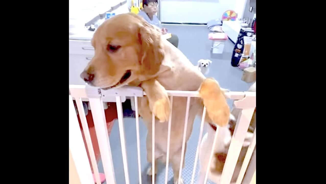 ゴールデンレトリーバー,動画