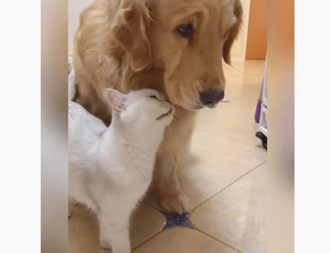 ゴールデンレトリーバー,動画