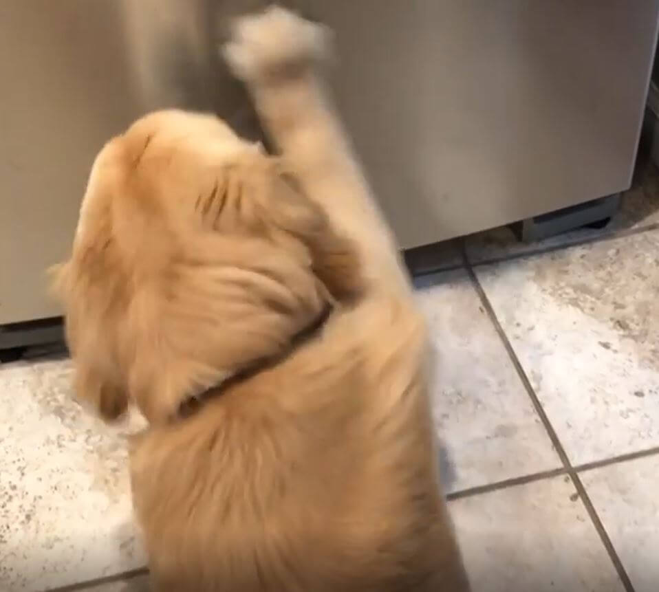 ゴールデンレトリーバー,動画