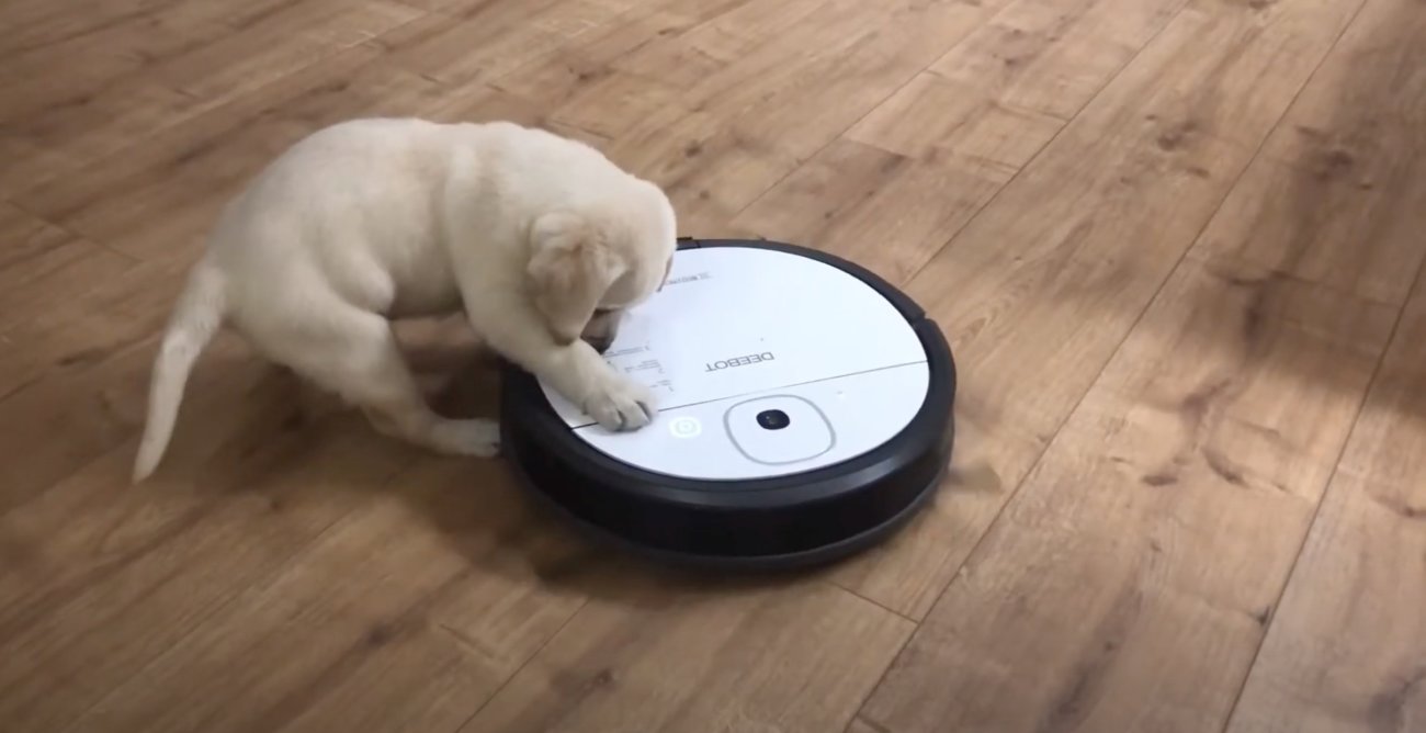 ラブラドールレトリーバー,動画