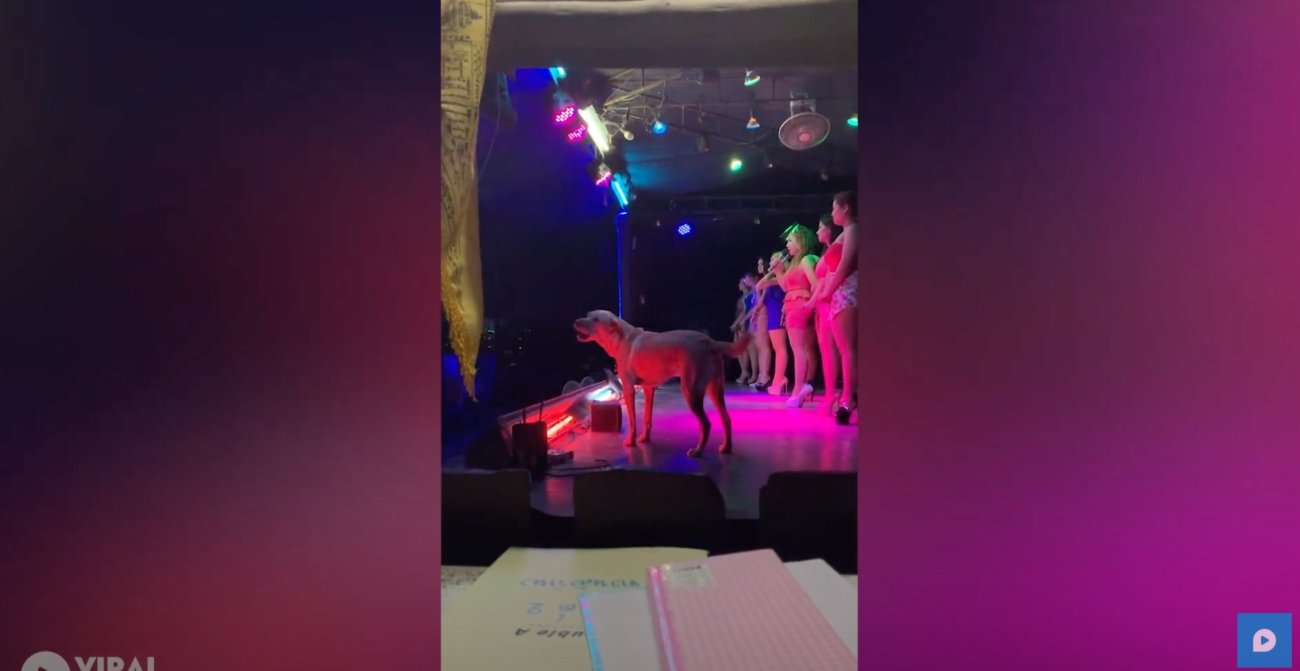 ラブラドールレトリーバー,動画