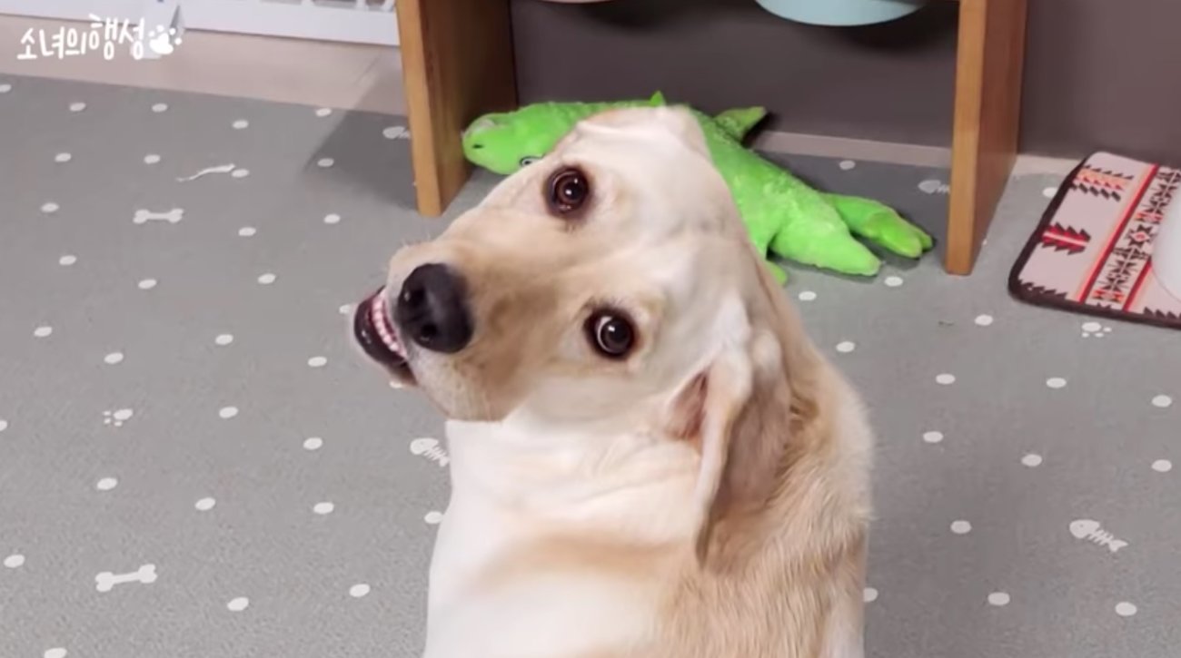 ラブラドールレトリーバー,動画