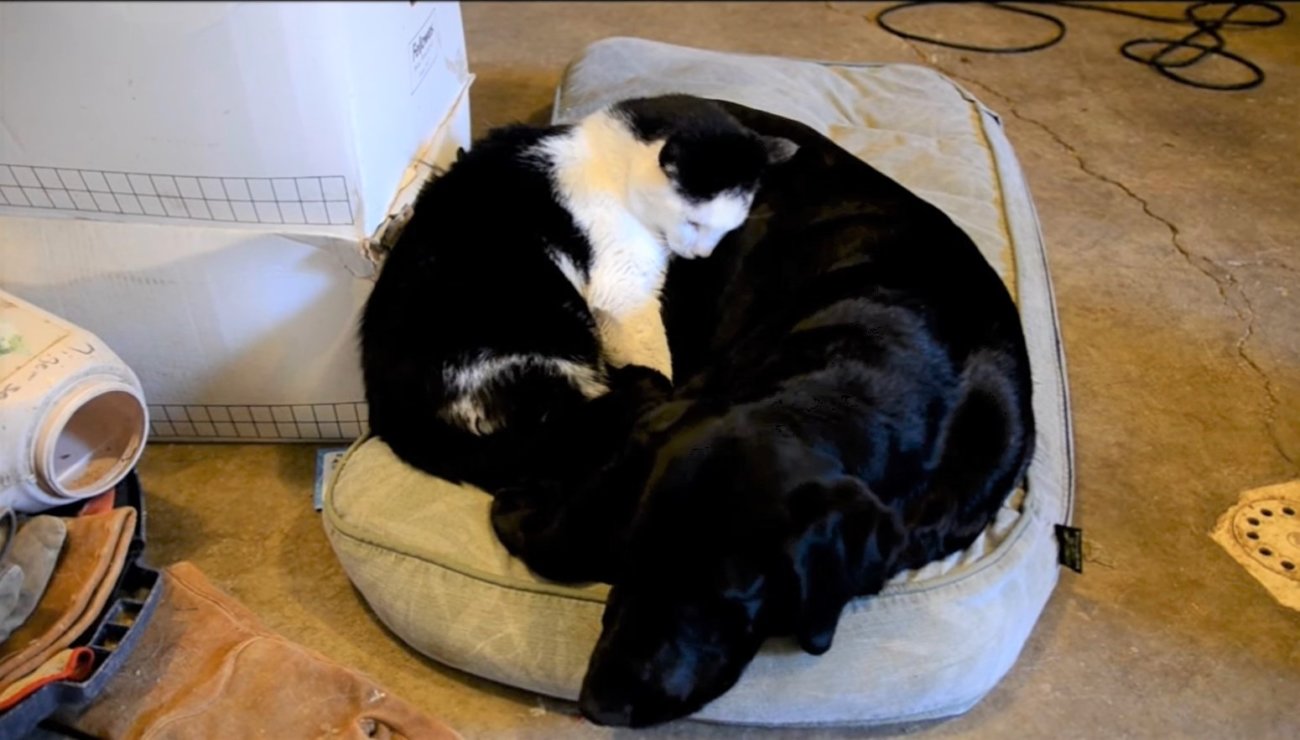 ラブラドールレトリーバー,動画