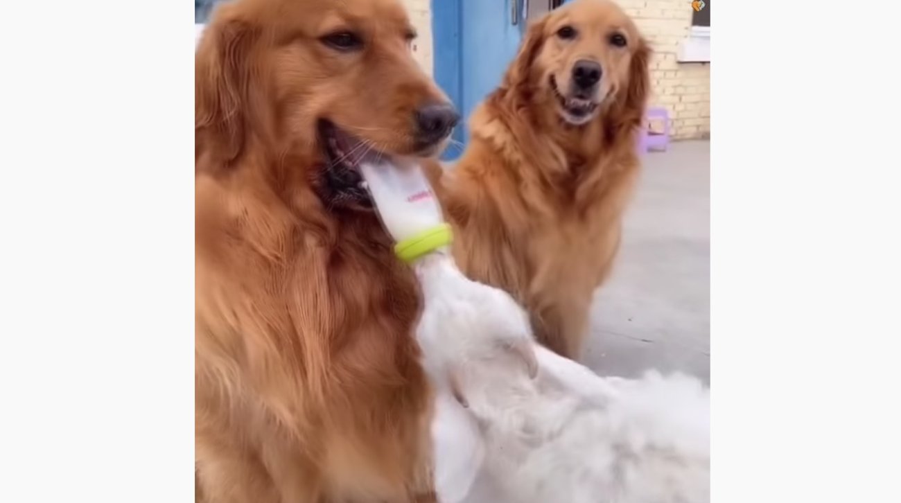 ゴールデンレトリーバー,動画