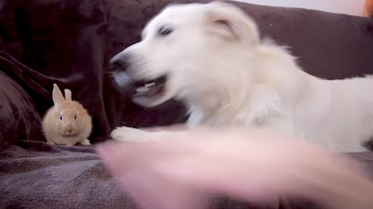 ゴールデンレトリーバー,動画