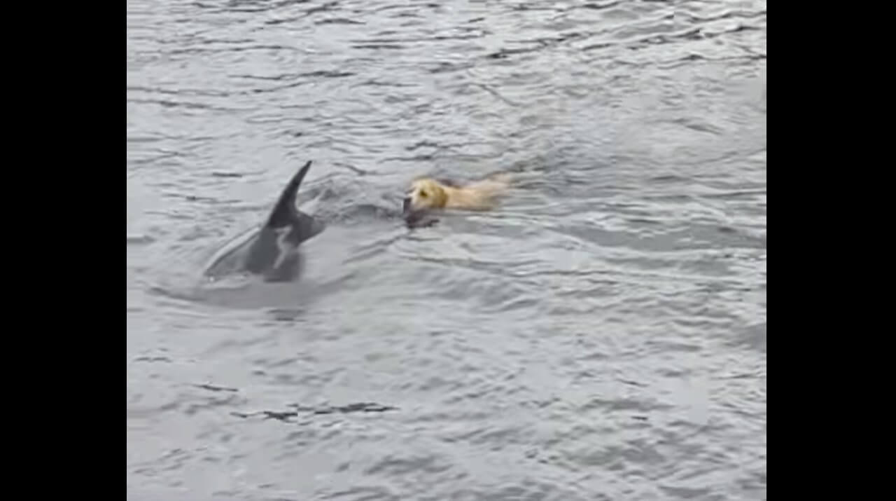 ラブラドールレトリーバー,動画