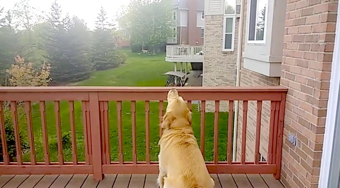 ゴールデンレトリーバー,動画