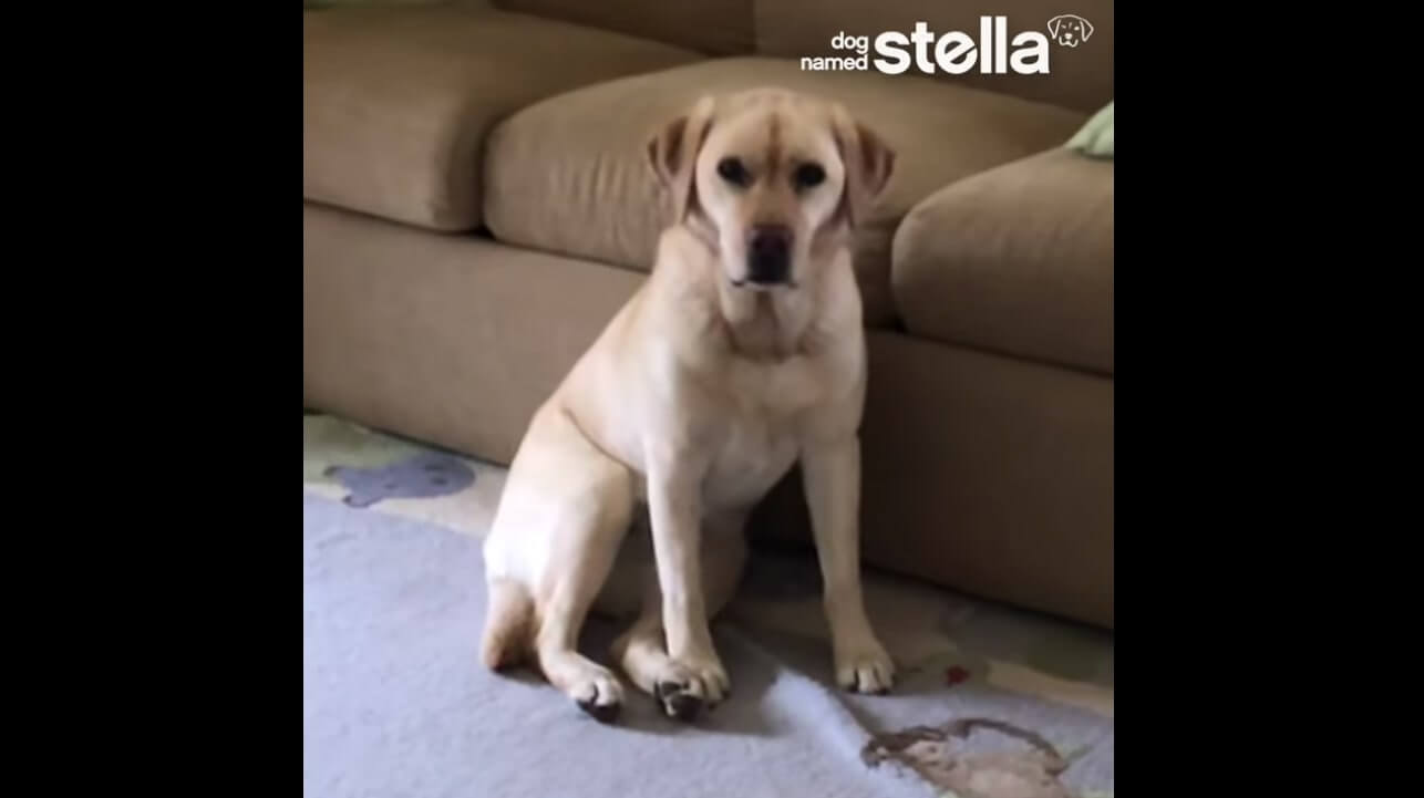 ラブラドールレトリーバー,動画