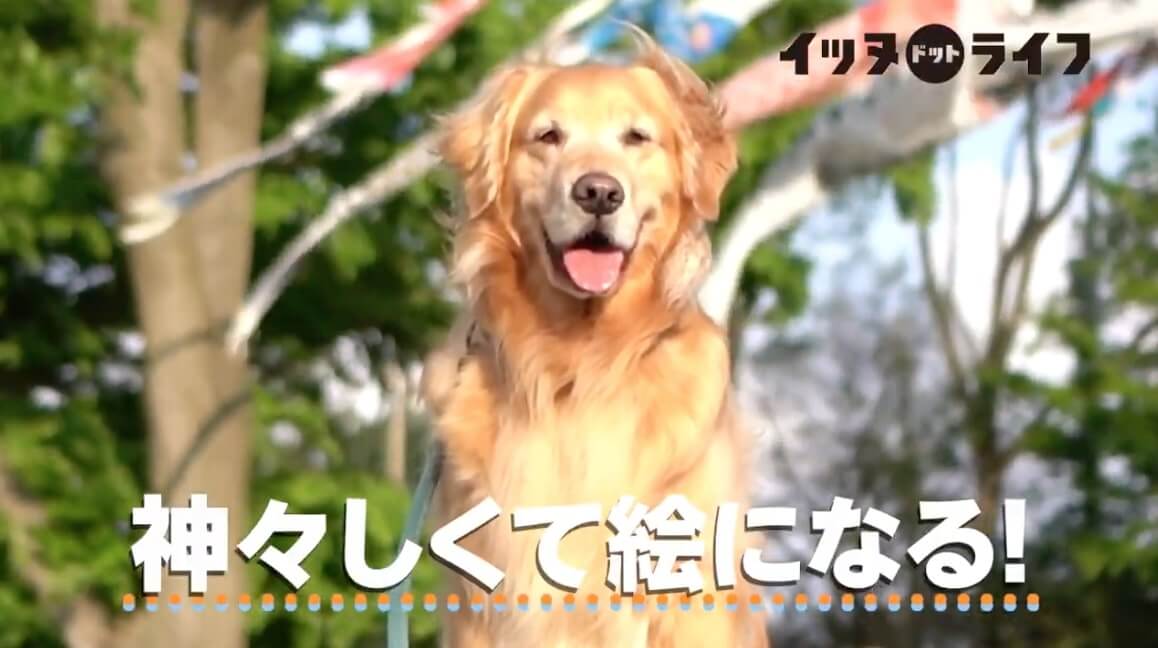 ゴールデン,動画,イッヌドットライフ