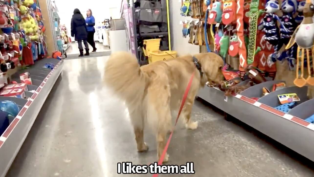 ゴールデンレトリーバー,動画