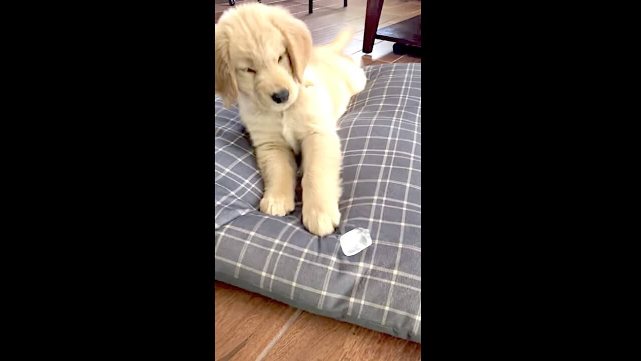 ゴールデンレトリーバー,動画