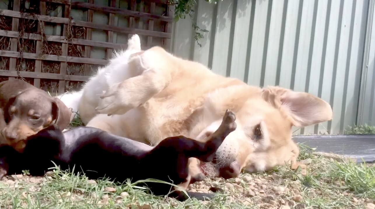 ゴールデンレトリーバー,動画