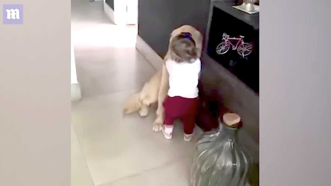 ゴールデンレトリーバー,動画