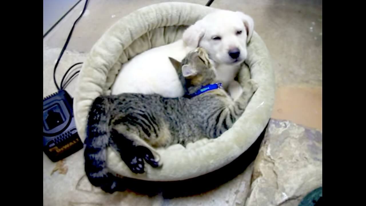 ラブラドールレトリーバー,動画