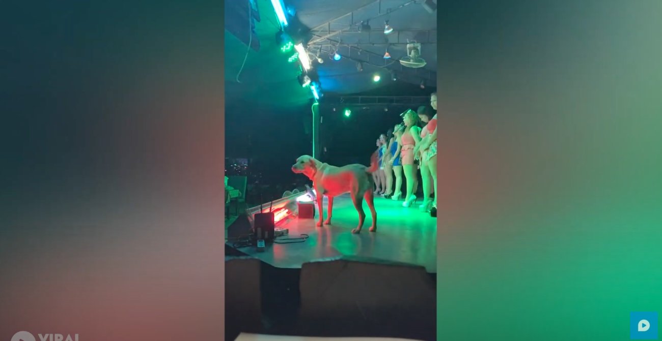 ラブラドールレトリーバー,動画