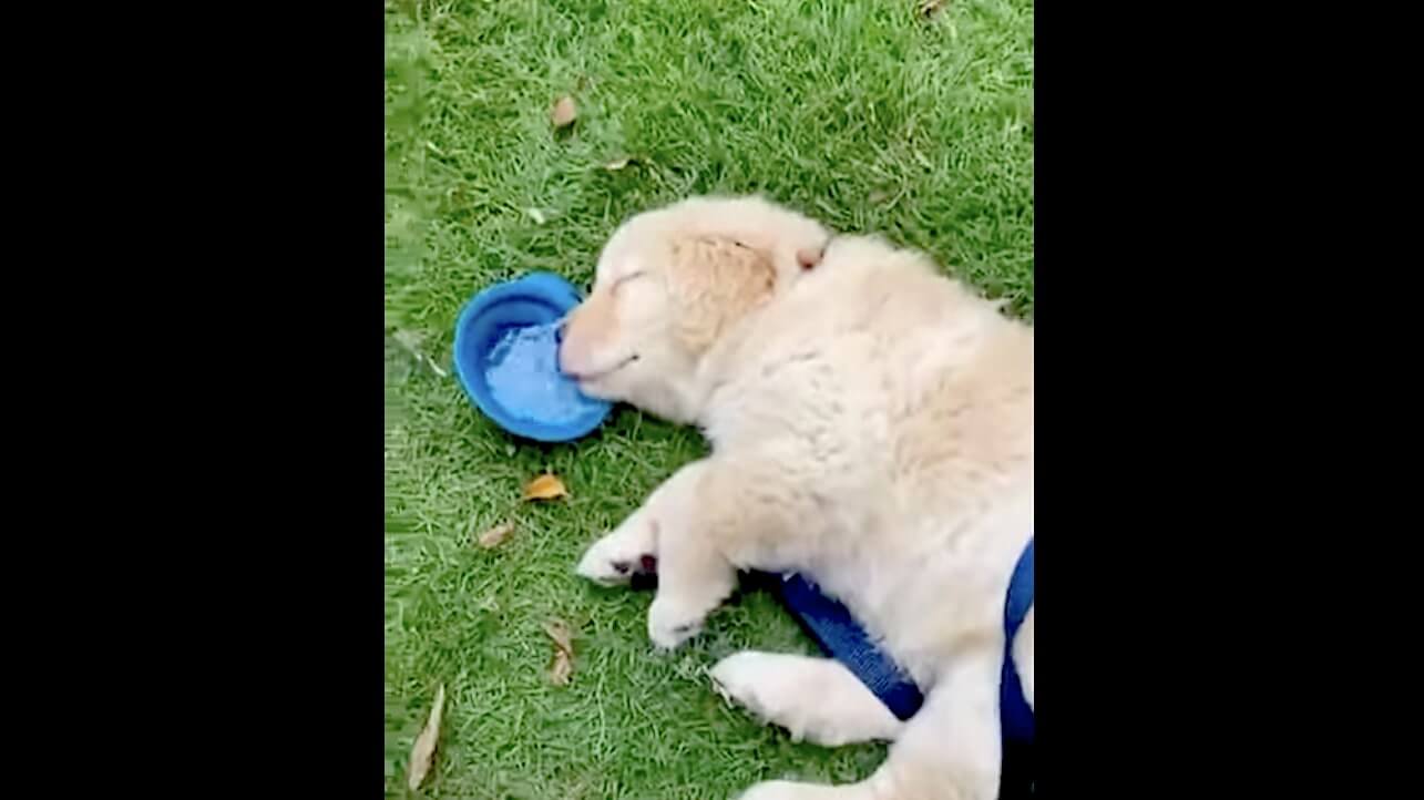 ゴールデンレトリーバー,動画