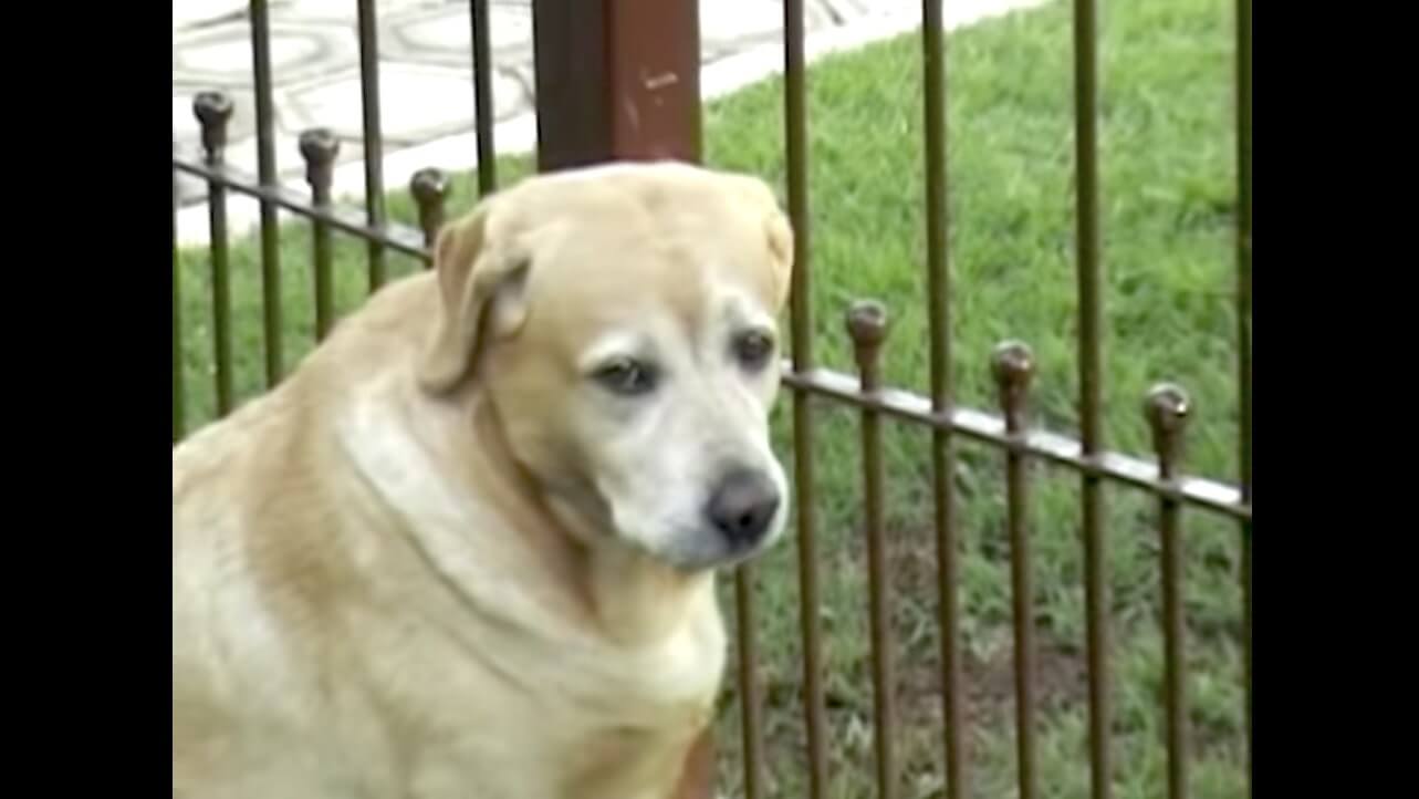 ラブラドールレトリーバー,動画