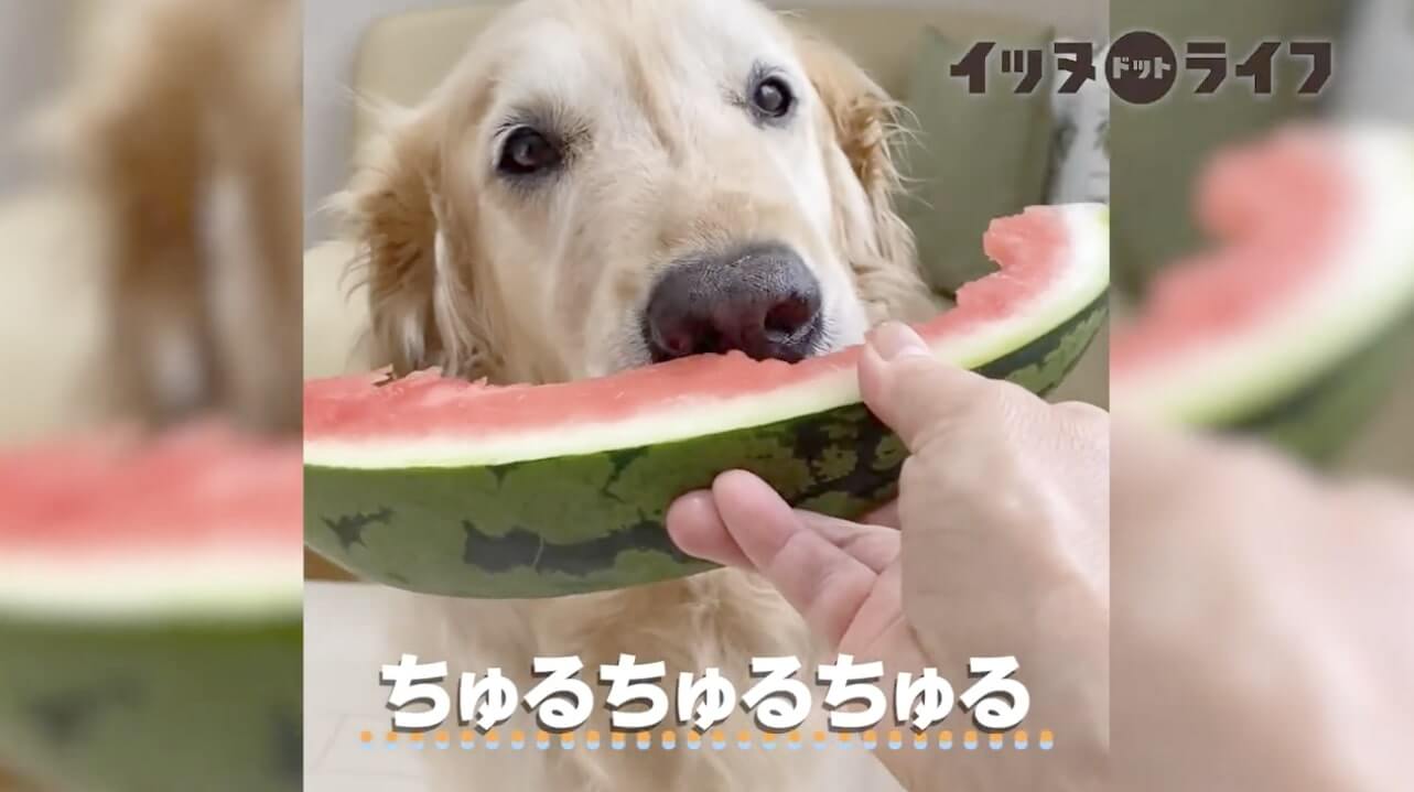 ゴールデンレトリーバー,動画,イッヌドットライフ