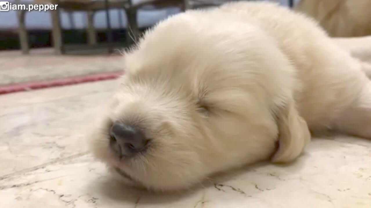 ゴールデンレトリーバー,動画