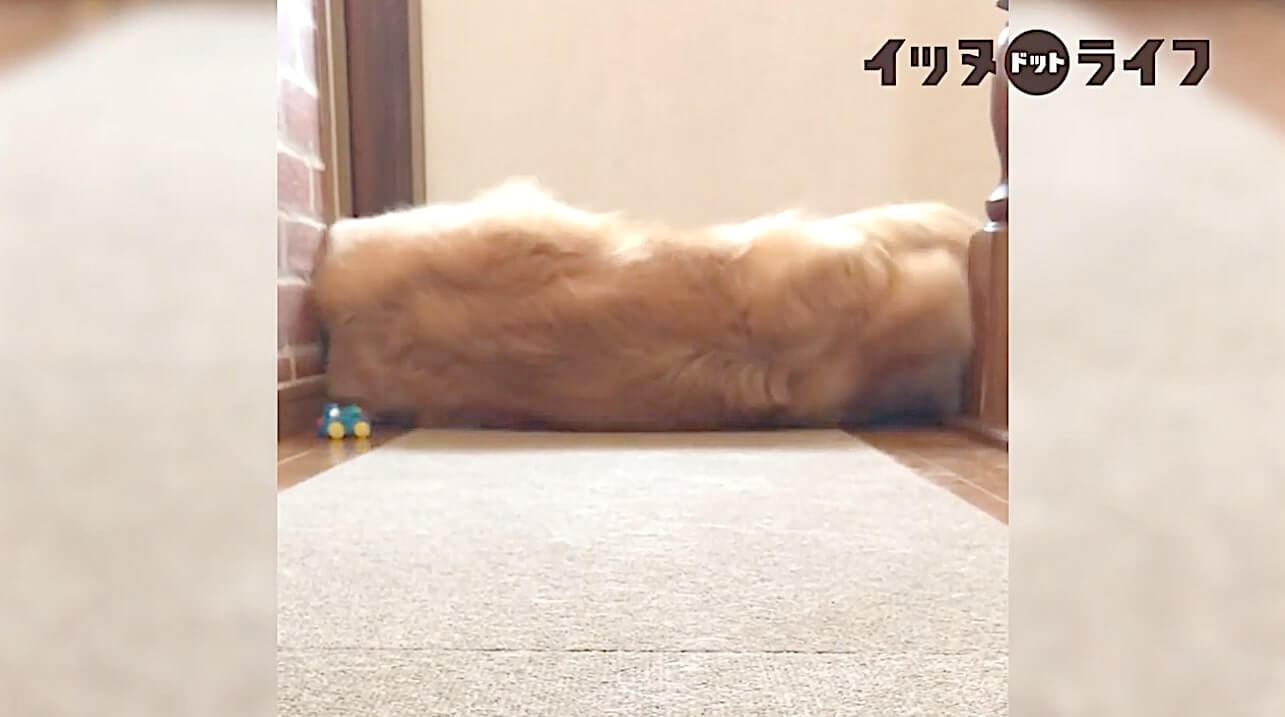 ゴールデン,動画,イッヌドットライフ